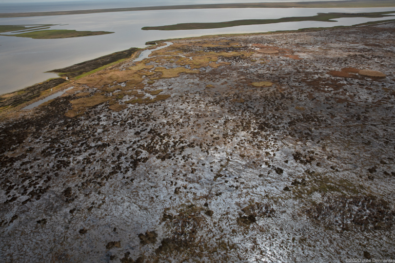 Oil in wetlands in Cameron Parish, Louisiana, after Hurricane Laura
