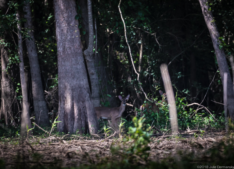 Deer in the basin near the Bayou Bridge pipeline right-of-way on May 31.