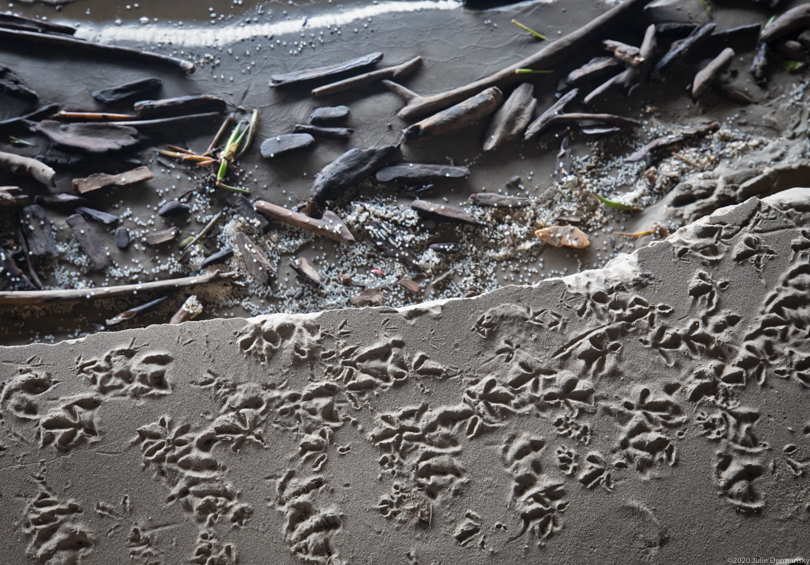 Bird footprints next to spilled nurdles on a sandy bank of the Mississippi River