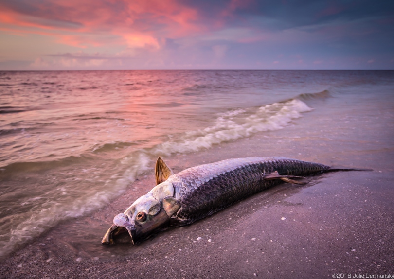 Dead tarpon fish on Sanibel Island's beach in Florida