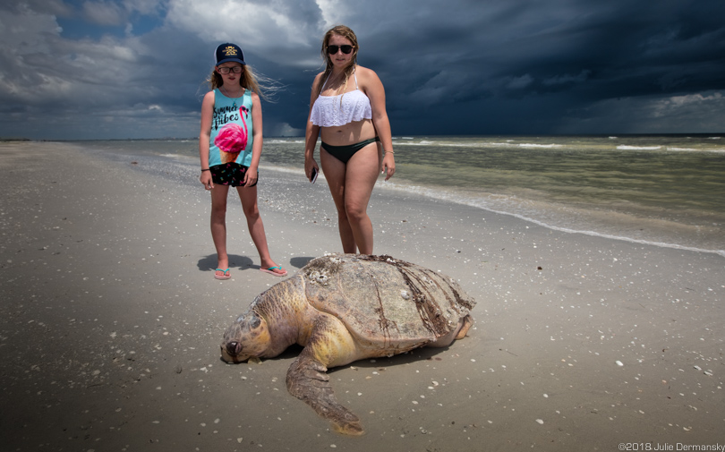 Womble sisters standing over a dead loggerhead sea turtle on Sanibel Island