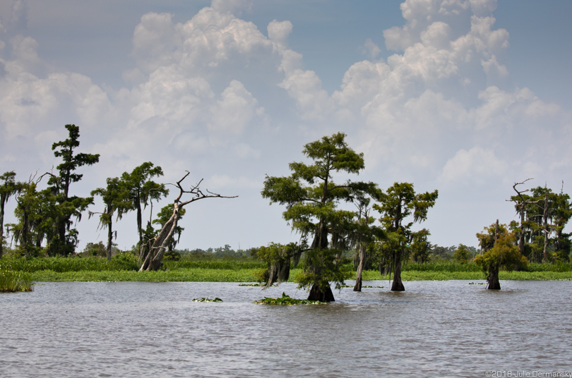 The cypress trees, aquatic plants, and watery landscape characteristic of Port Manchac