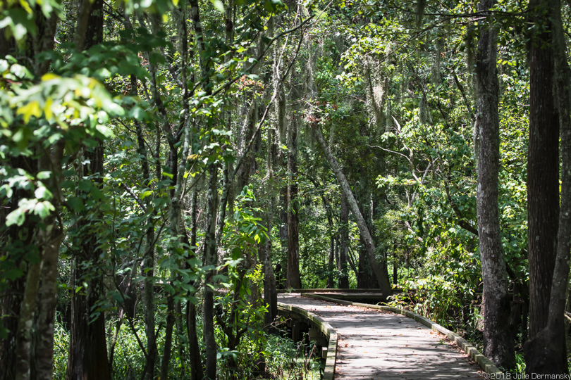 Bald cypress trees along a boardwalk in Joyce Wildlife Management Area