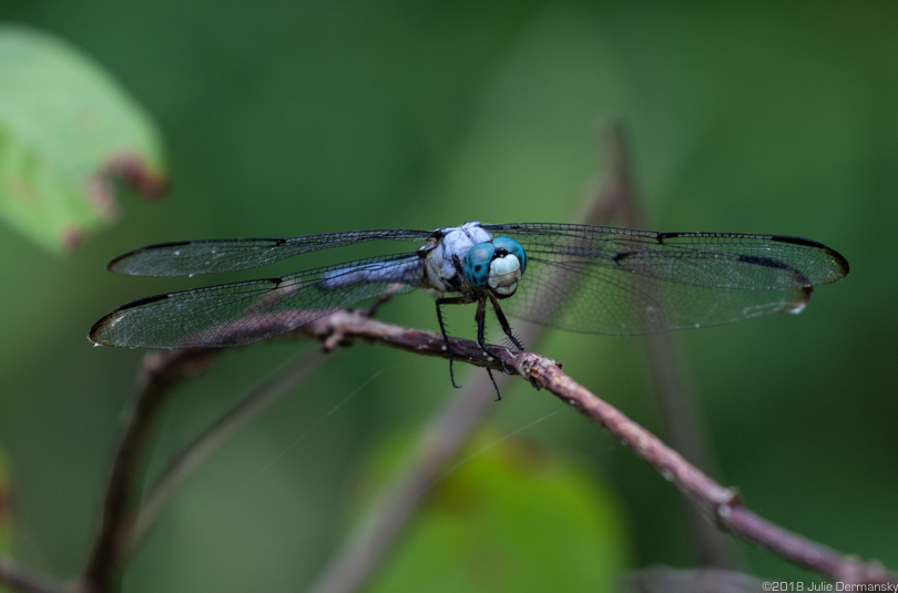 Dragonfly at Joyce Wildlife Management Area