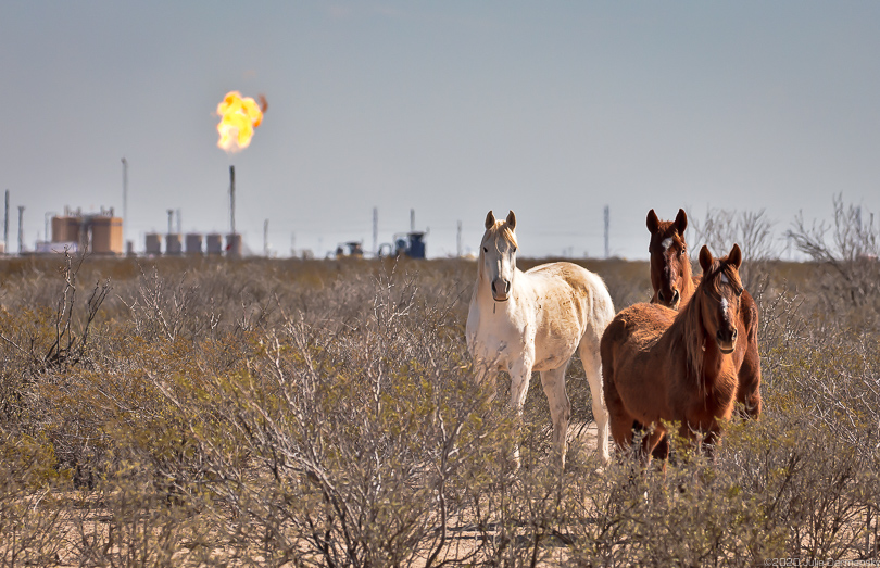 Horses by oil and gas industry site in Pecos