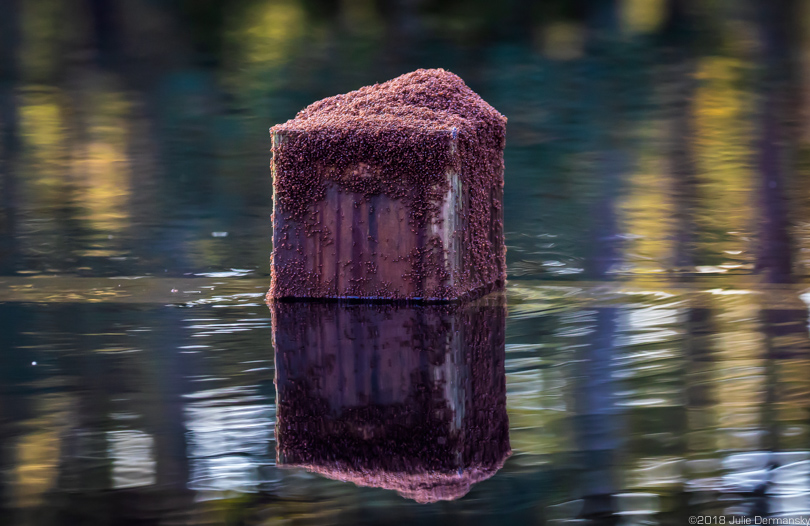 Fire ants swarm a post in Florence's floodwaters