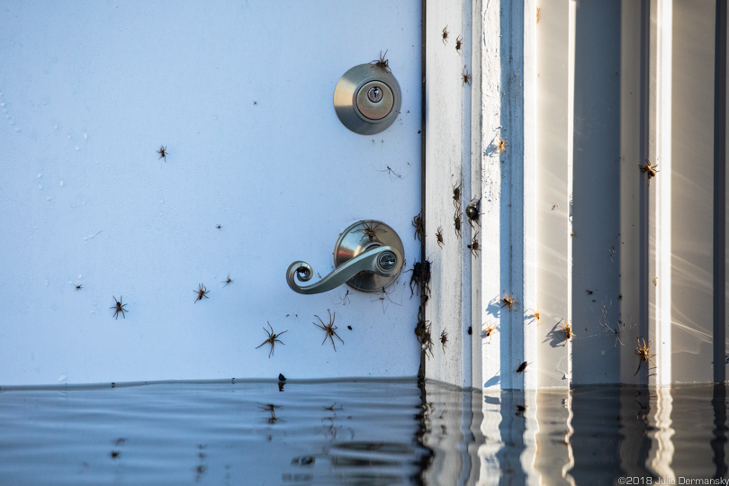 Spiders gather above the doorknob on a flooded home in Socastee, South Carolina