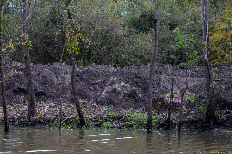 Spoil bank blocking the entrance to Bayou Set in Atchafalaya Basin