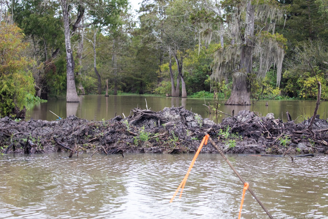 Remains of where an old growth cypress tree and Dean Wilson once stood