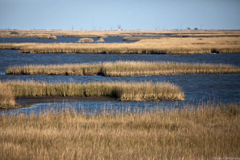 Marsh disappearing from the little remaining land on Isle de Jean Charles.