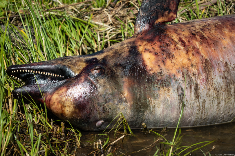 Dead dolphin in Breton Sound, Louisiana.