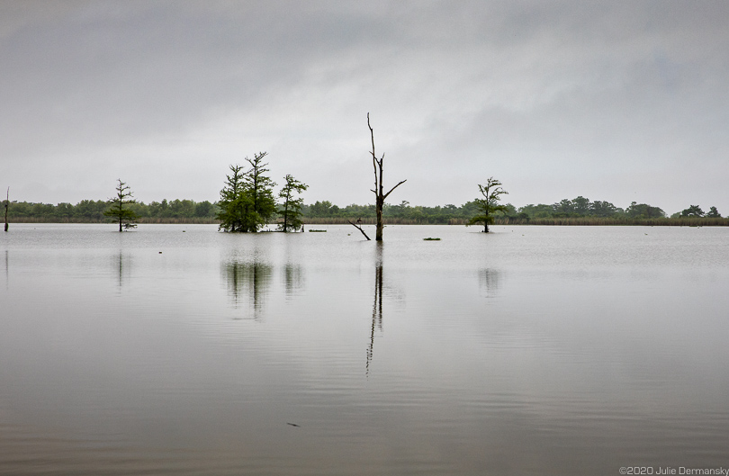 Water-logged landscape in Venice, Louisiana