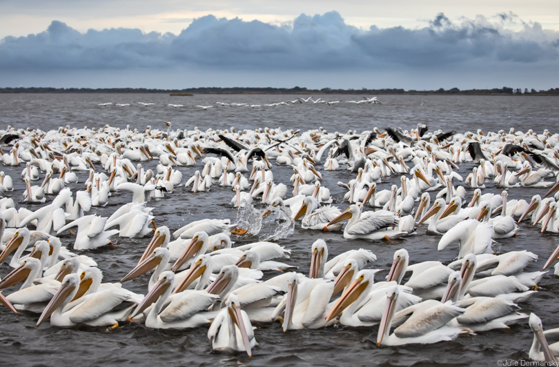 A raft of white pelicans fish off the Isle de Jean Charles' Island Road.