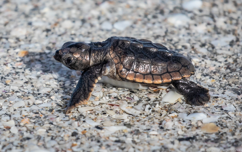 Sea turtle hatchling that Kelly Sloan helped on its way into the Gulf of Mexico