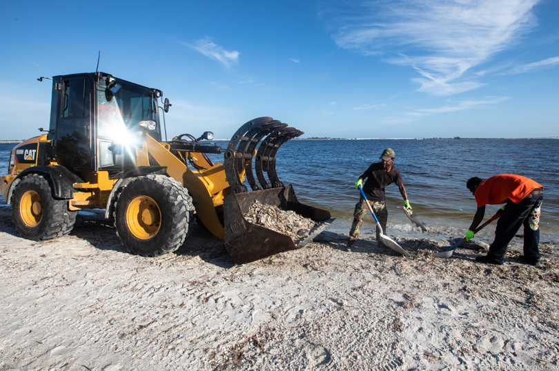 Temporary workers raking dead fish off a beach on Sanibel Island, Florida.