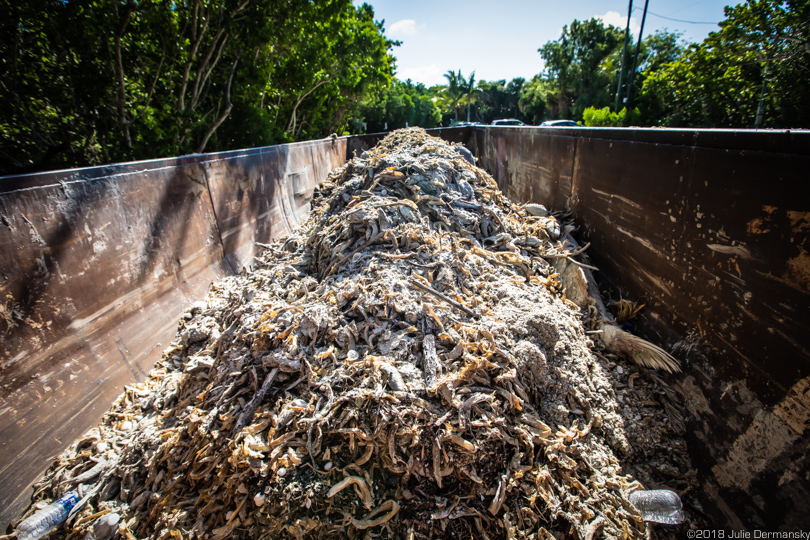 Dumpster full of dead fish on Sanibel Island