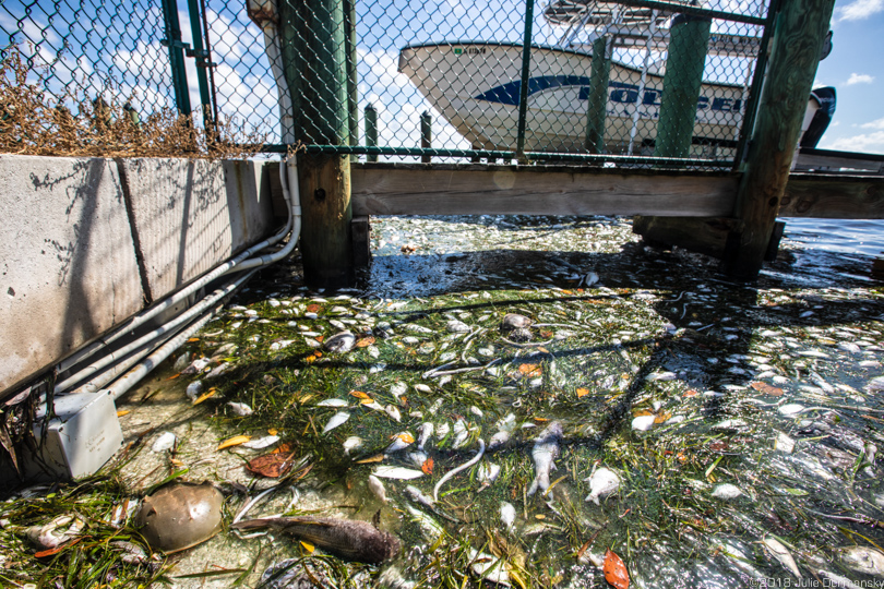 Fish kill floating on the bay side of Sanibel Island, Florida.