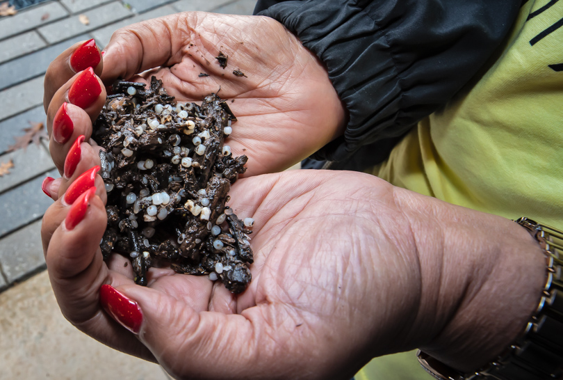 Sharon Lavigne holding plastic pellets known as nurdles amid natural debris