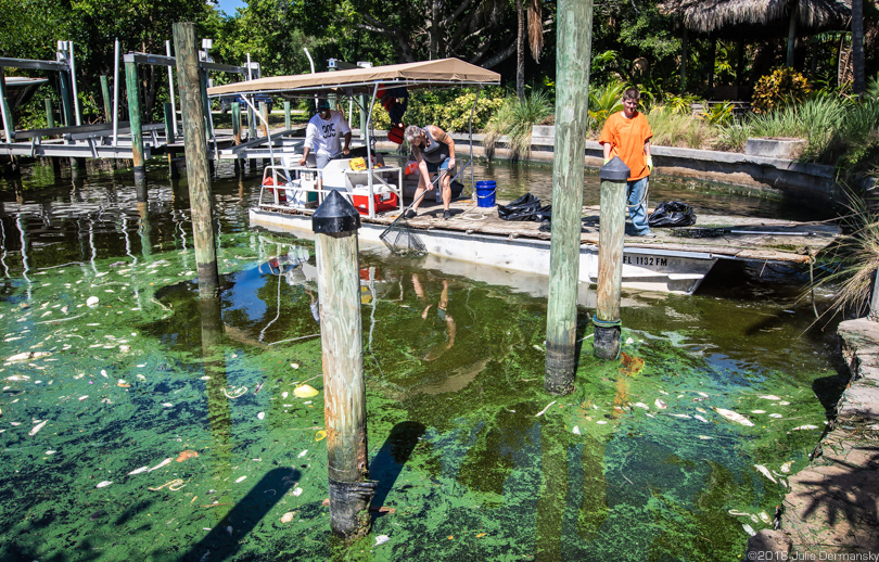 Temporary workers clean up a fish kill in a canal on Sanibel Island, Florida