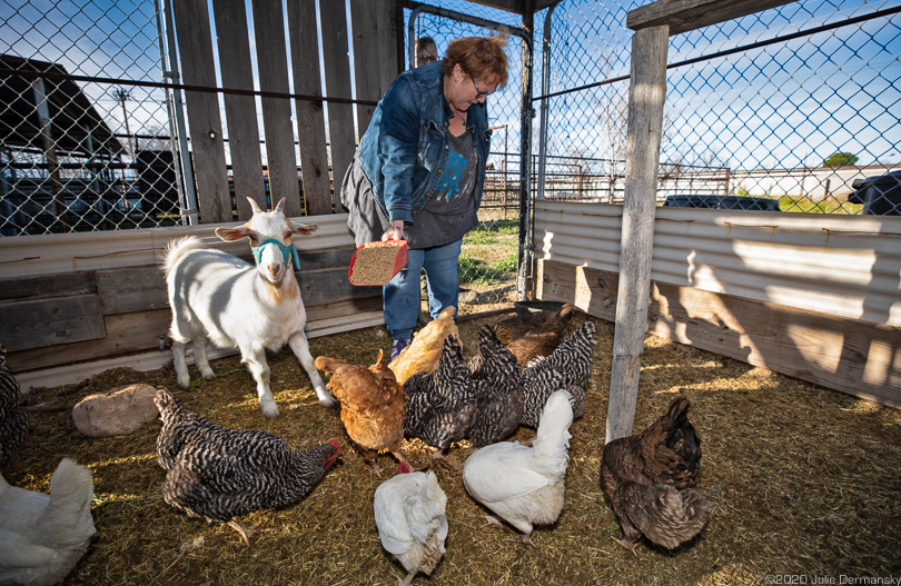 Penny Aucoin feeding her chickens and goat at a veterinary facility
