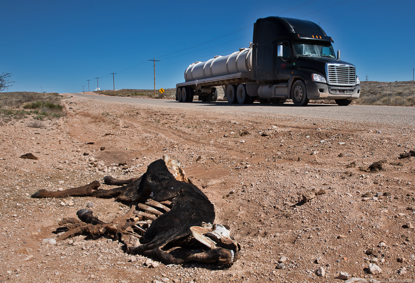 Dead cow on side of road with oil and gas industry truck in Permian
