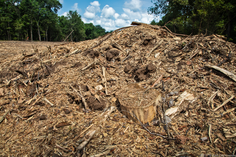 Splintered trees in the path of the Bayou Bridge pipeline in the Atchafalaya Basin