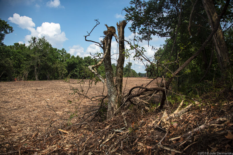 Right-of-way for the Bayou Bridge pipeline through the Atchafalaya Basin on July 5