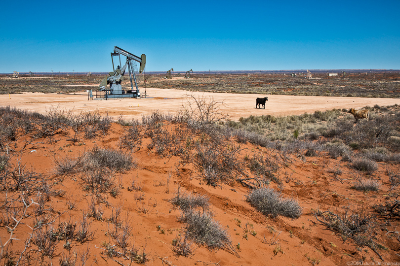 Oil and gas production site shared with cattle in Loco Hill, NM