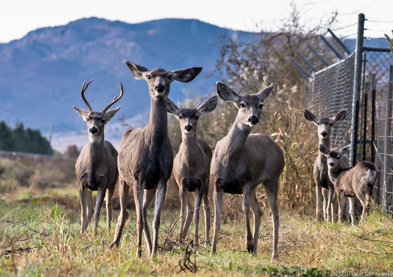 Deer near the road to Alpine, Texas