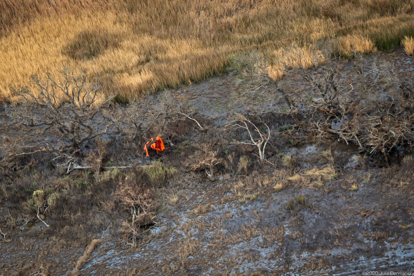 Oil containment boom tangled in a tree in marshland along the Gulf Coast in Louisiana after Hurricane Laura.