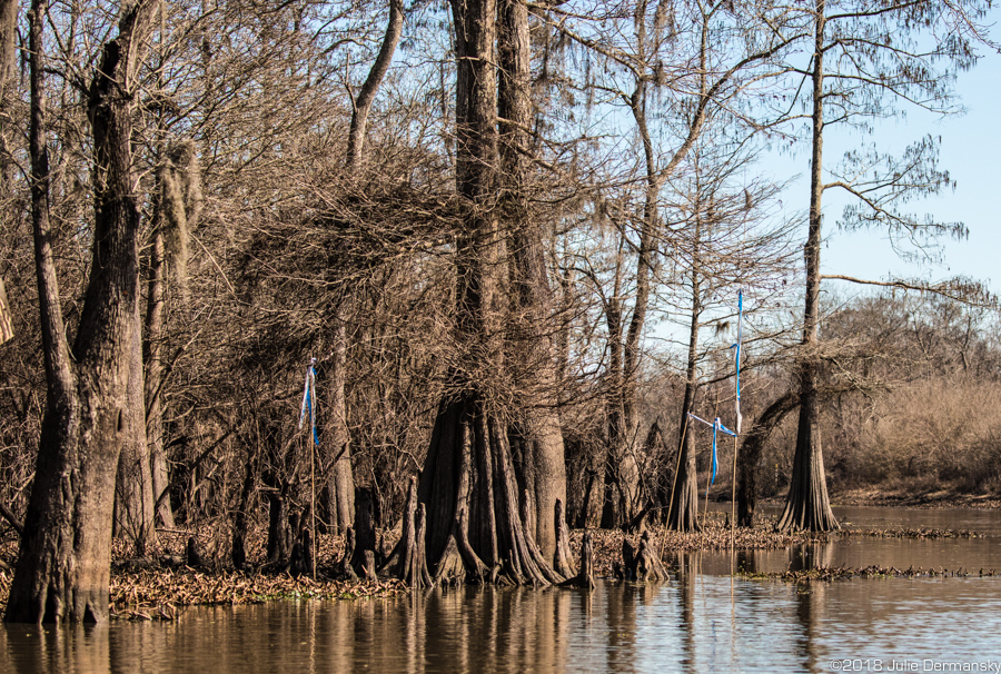 Flags mark the proposed route of the Bayou Bridge pipeline through the Atchafalaya Basin