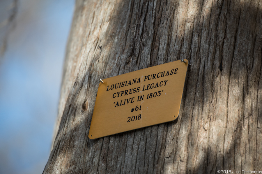 Plaque on a cypress tree in the Atchafalaya Basin marking it as a legacy tree alive in 1803