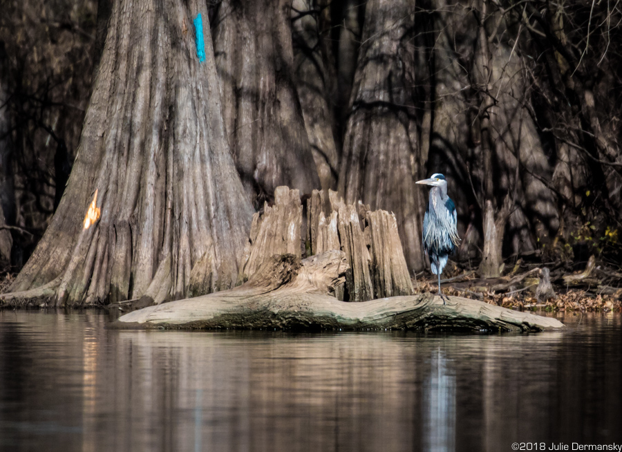 Great blue heron among the cypress trees in the Atchafalaya Basin.