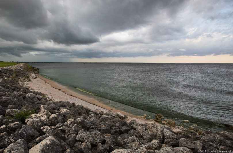 Cyanobacteria, or blue-green algae, in Lake Okeechobee