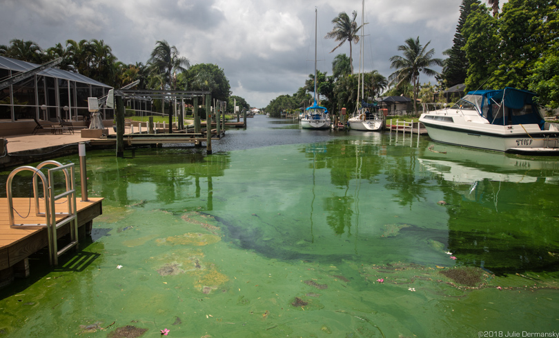Cyanobacteria, or blue-green algae, in a canal near the Cape Coral Yacht Club in Florida.