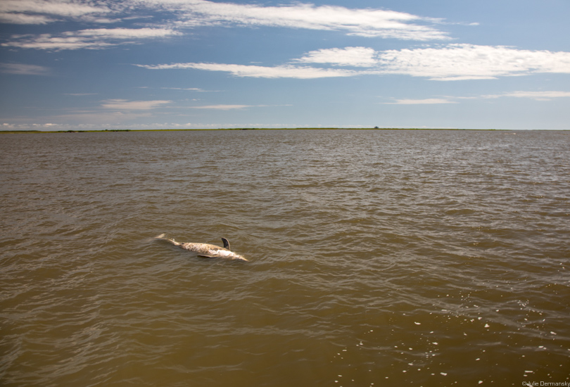 Dead dolphin floating in Breton Sound, Louisiana