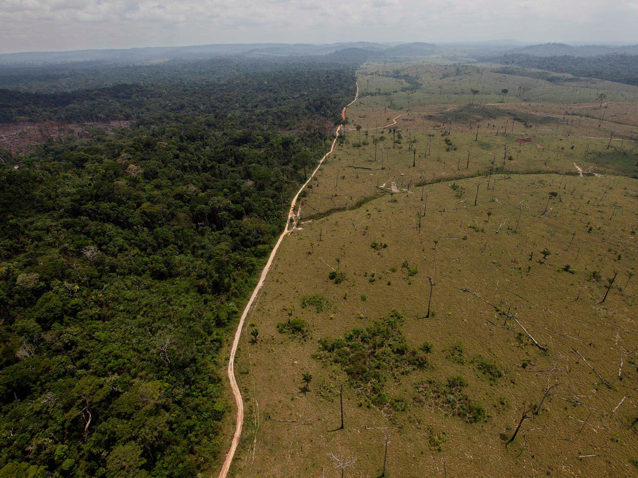 The drivers and impacts of  forest degradation