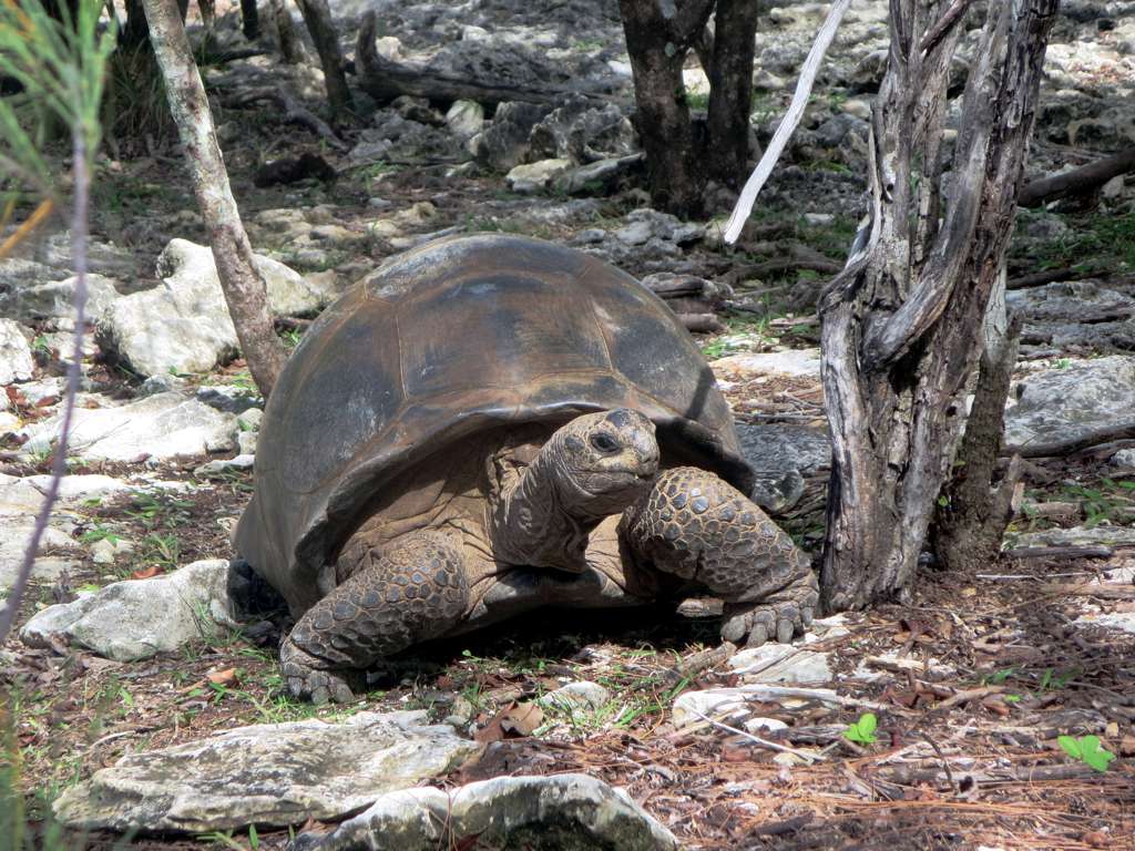 giant tortoise