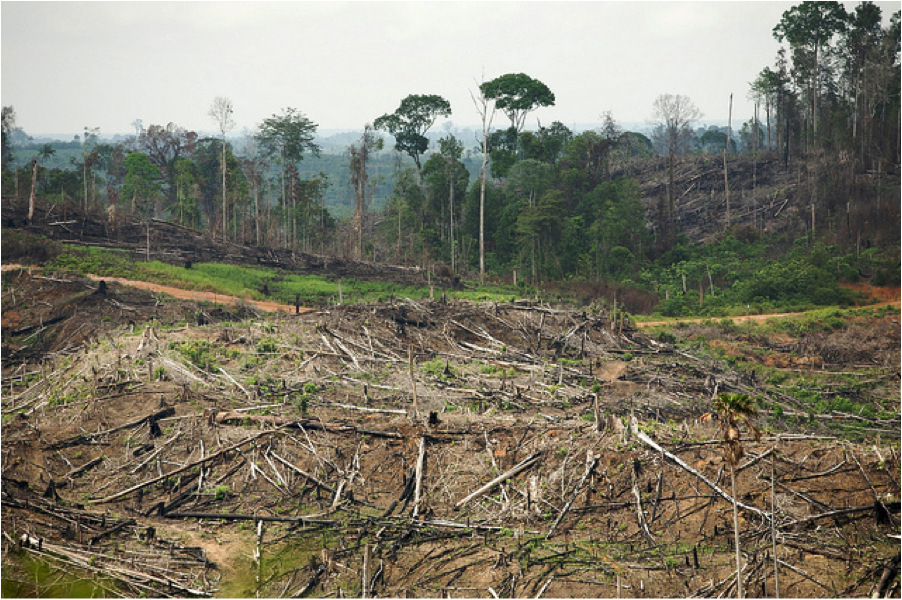Deforestation, Forest Degradation, and Climate Change - DeSmog
