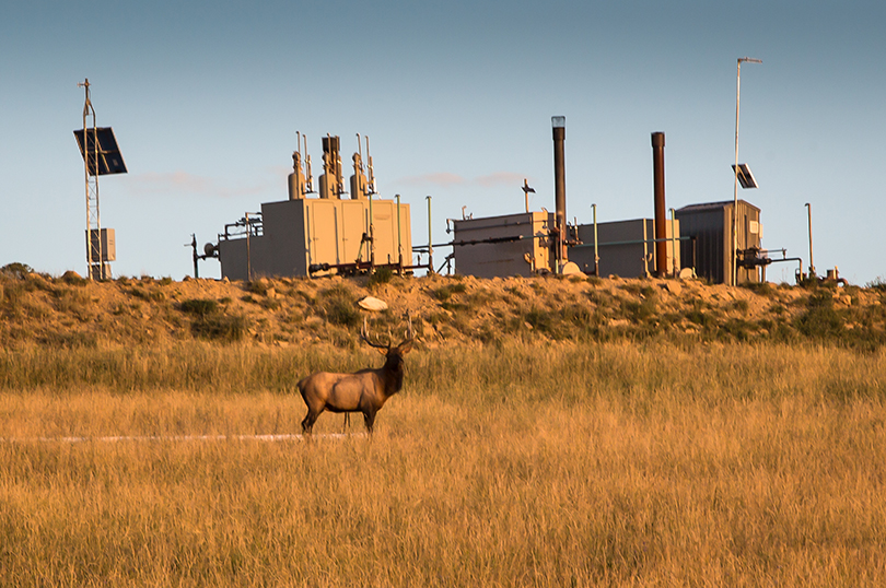 Wild stag in Garfield County, Colorado, with fracking industry site behind