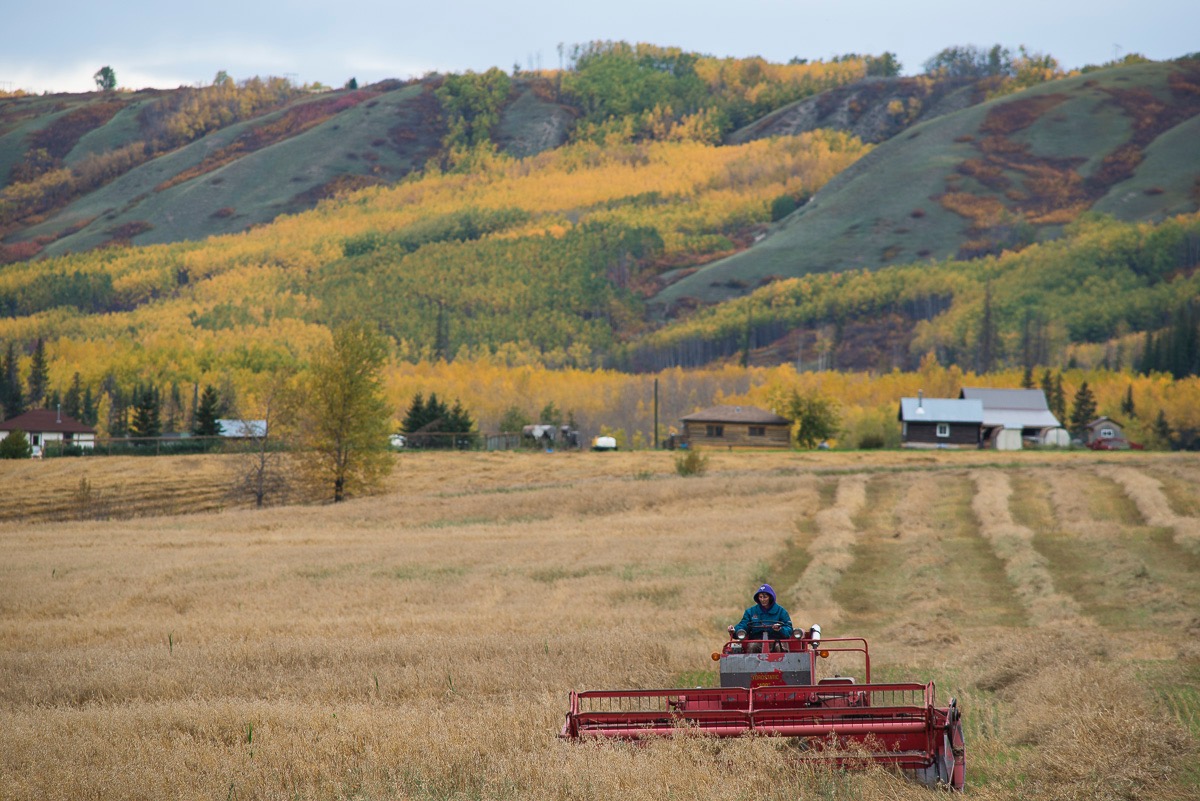 Arlene Boon harvesting at Bear Flats