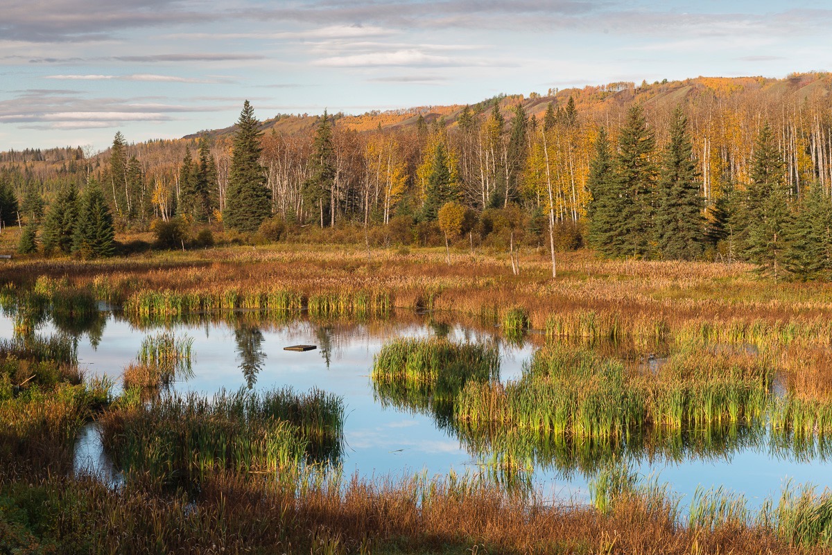 Wetlands in the Peace Valley