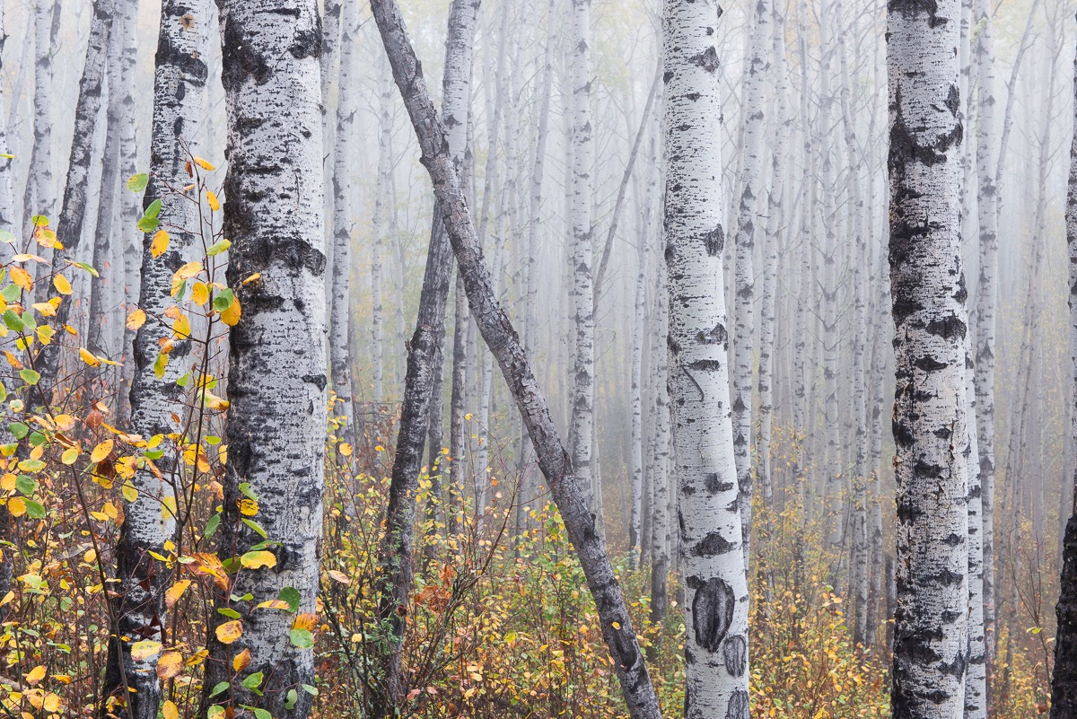 Forest in the Peace Valley, slated for logging