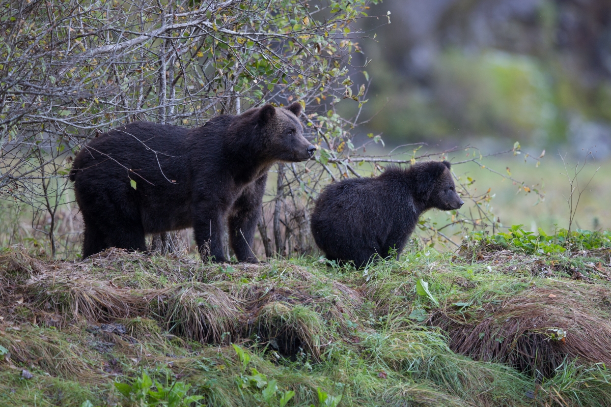 Grizzly bear and cub