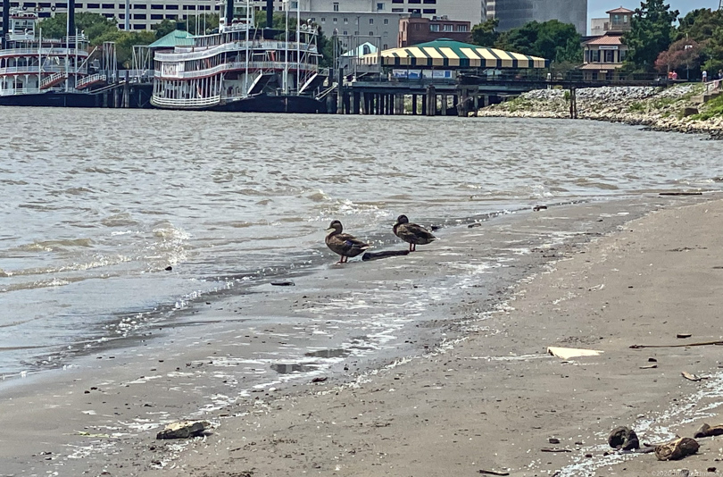 Ducks on a plastic pellet-strewn bank of the Mississippi River in New Orleans