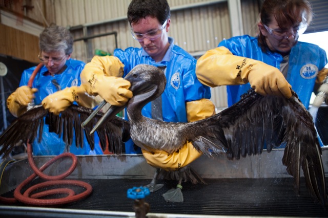 Brown pelican coverd in oil