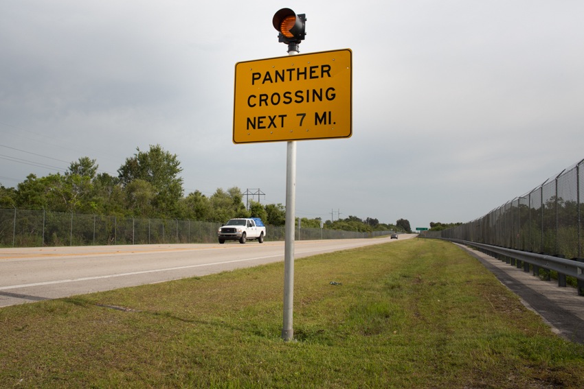 Panther crossing