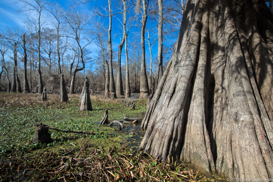 Cypress tree slated to be cut down in the path of the Bayou Bridge oil pipeline