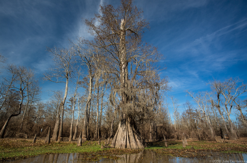 Old growth cypress tree saved in the Atchafalaya Basin