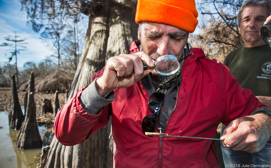 Harvey Stern examines a cypress tree core in the Atchafalaya Basin